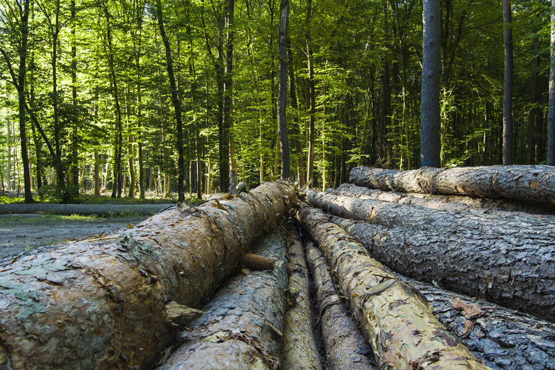 Cut trees in the forest.