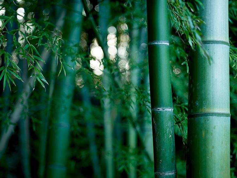 bamboo