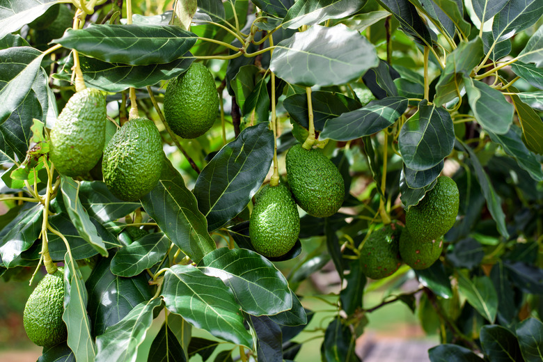 green Hass Avocados fruit hanging in the tree