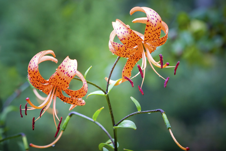 Tiger lily