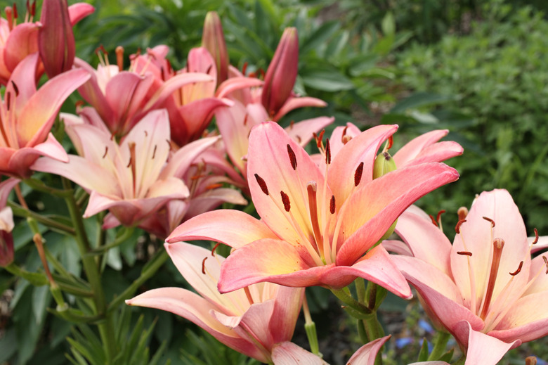 pink lilies