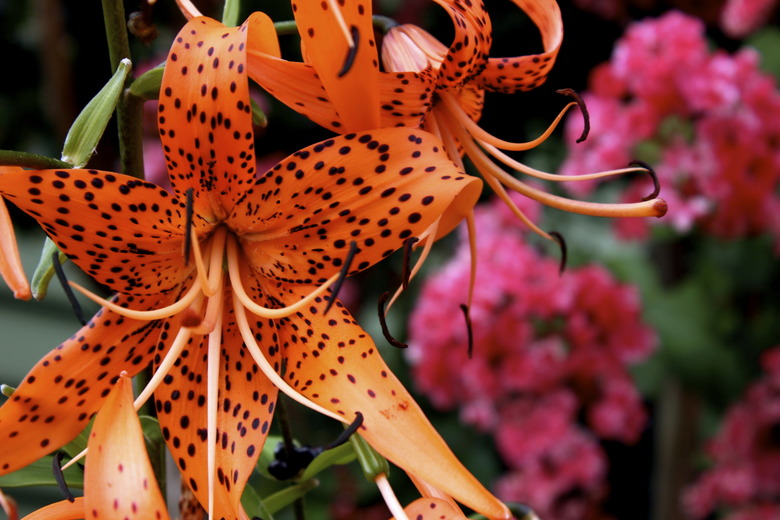 Tiger Lily