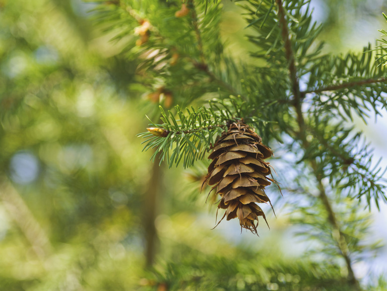 one open brown cone of green spruce