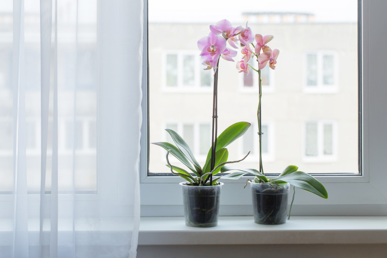 beautiful orchids on windowsill