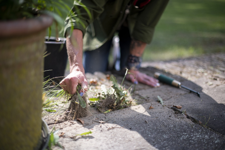 Gardener pulling weeds between patio pavers.