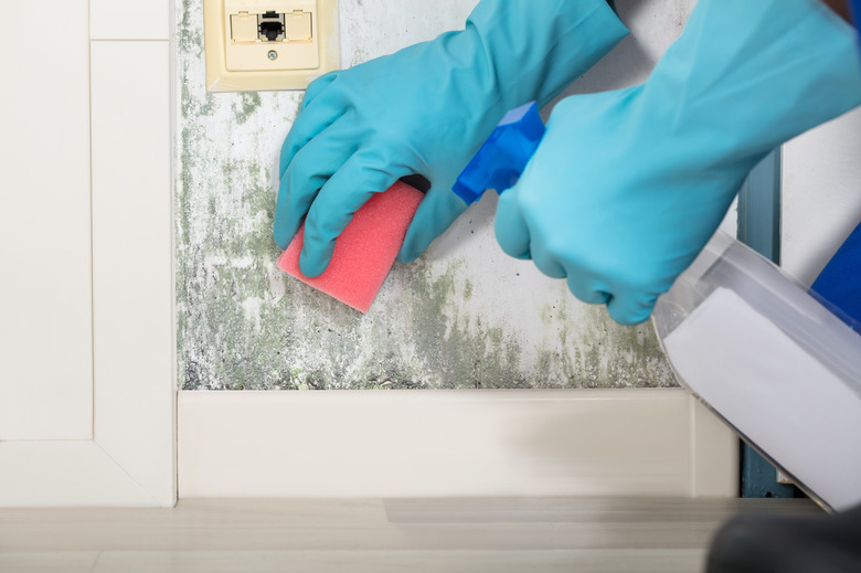 Person Hand Cleaning Moldy Wall