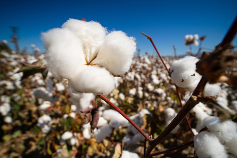 Cotton ready for harvest.