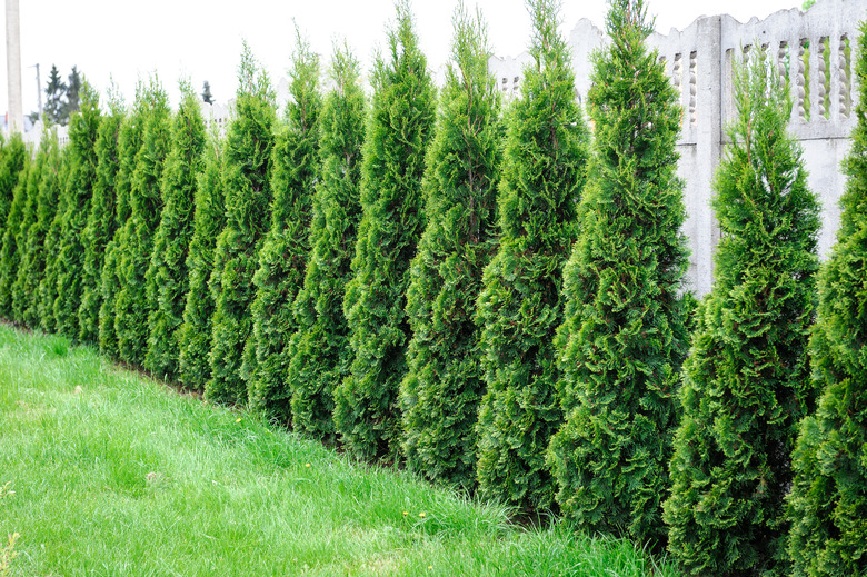 Thuja, row of trees in the garden