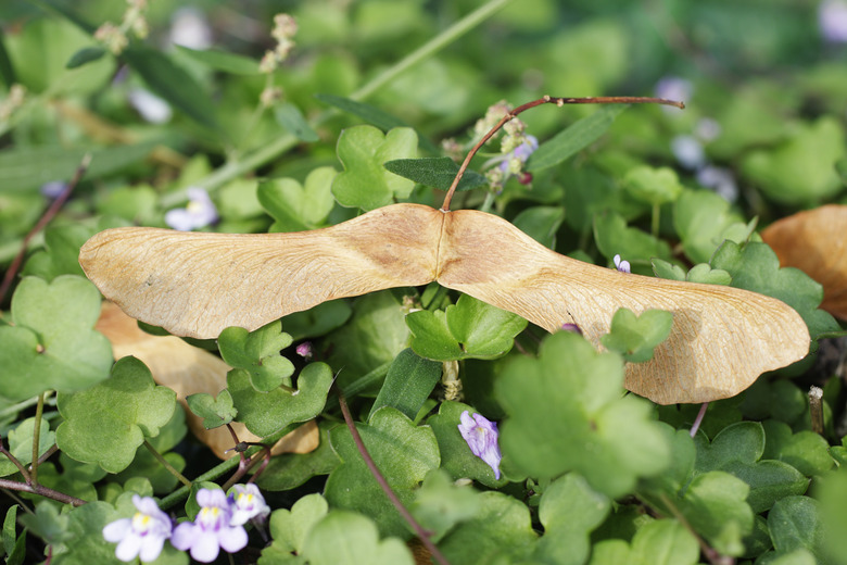 Winged seeds Norway maple pair summer Acer platanoides