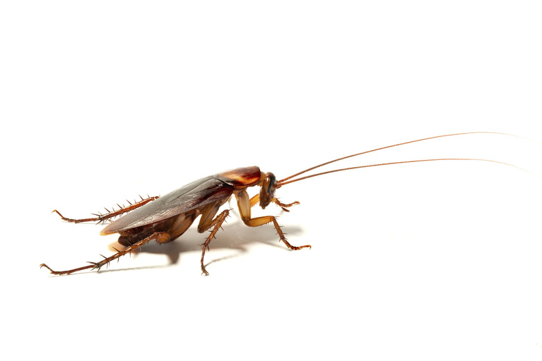 Cockroach