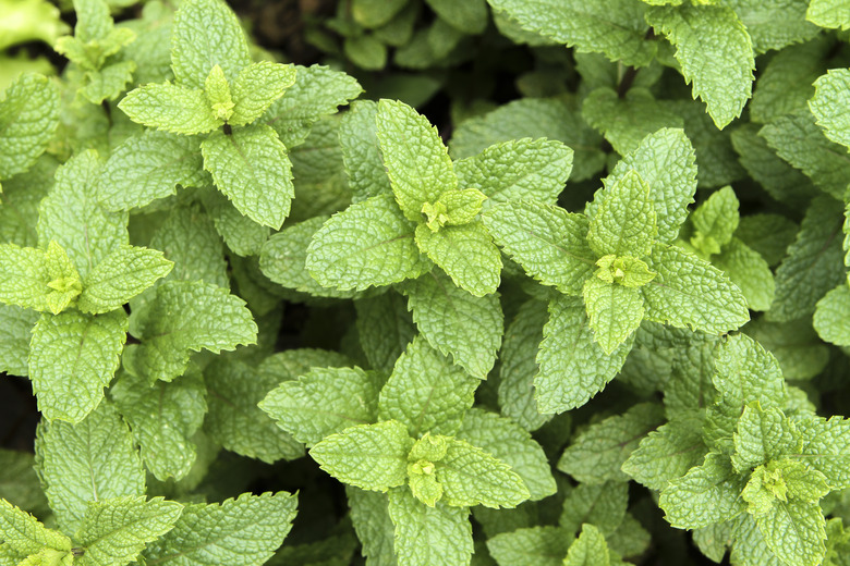 Mentha spicata