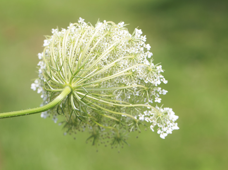 Queen Ann's Lace back