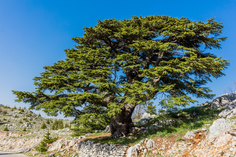 trees of Al Shouf Cedar Nature Reserve Barouk Lebanon