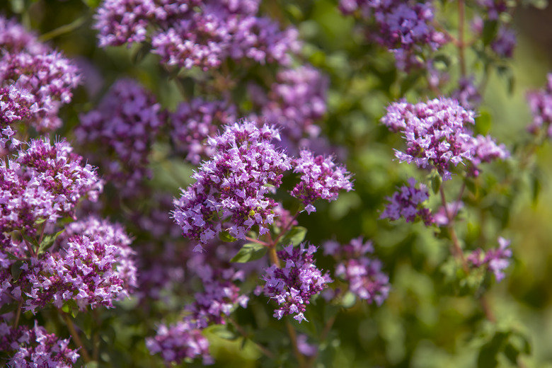 Oregano (Origanum vulgare) in garden.