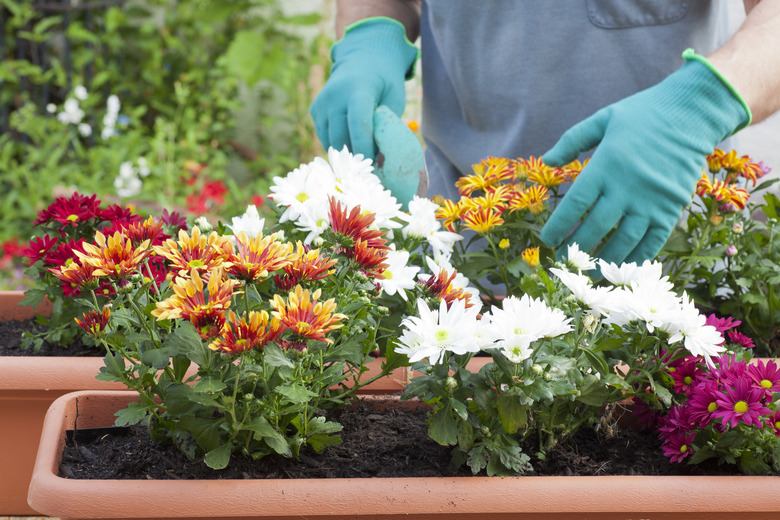 Hands of gardener potting flowers in greenhouse or garden