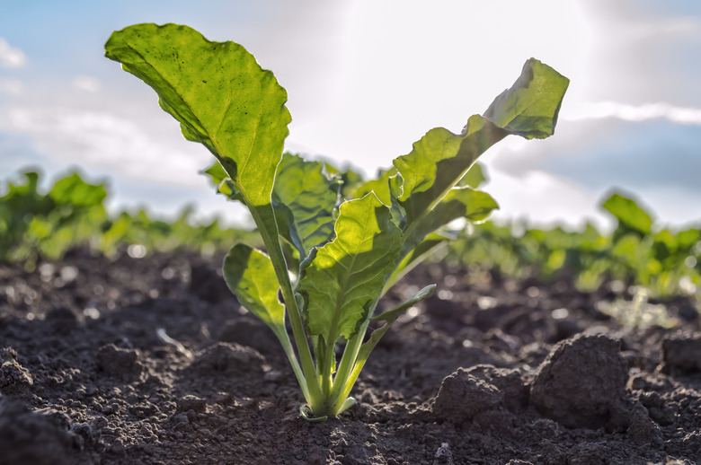 Young sugar beet plant in field.