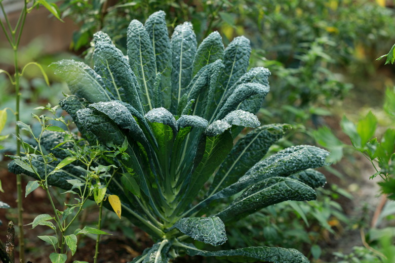 Kale Plant