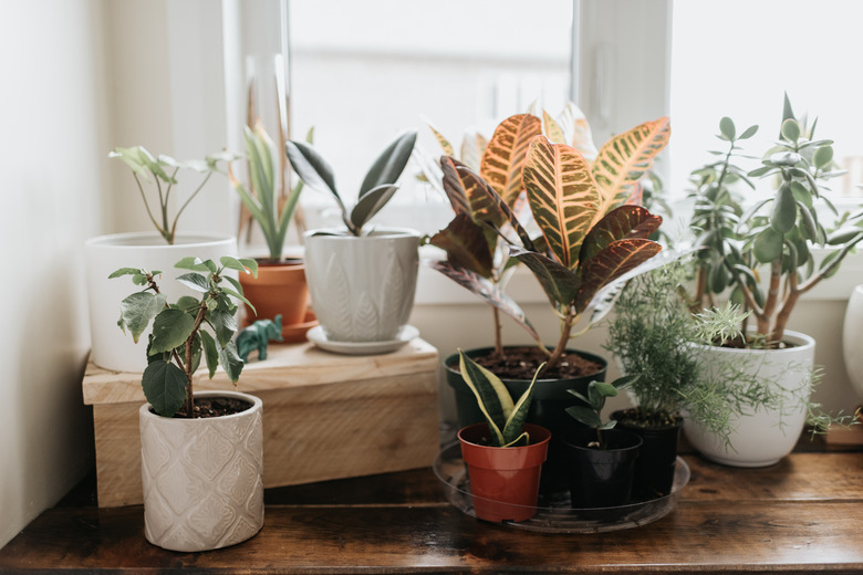 Window corner full of house plants