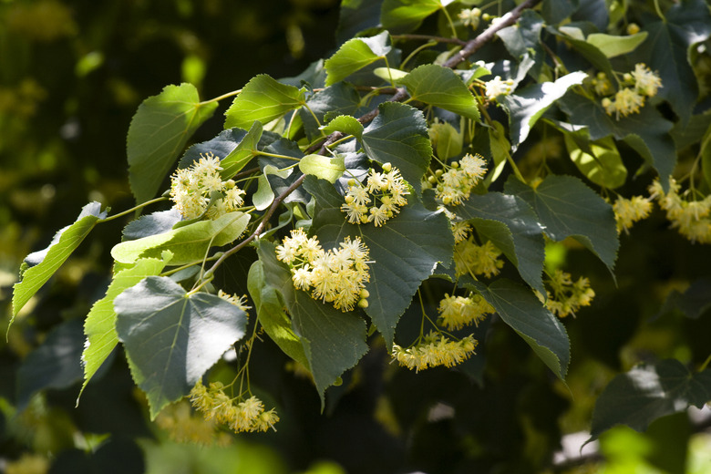 linden tree blossom