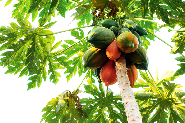 Papaya is ripe on tree.