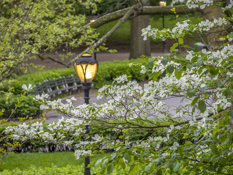 Flowering dogwood in spring.