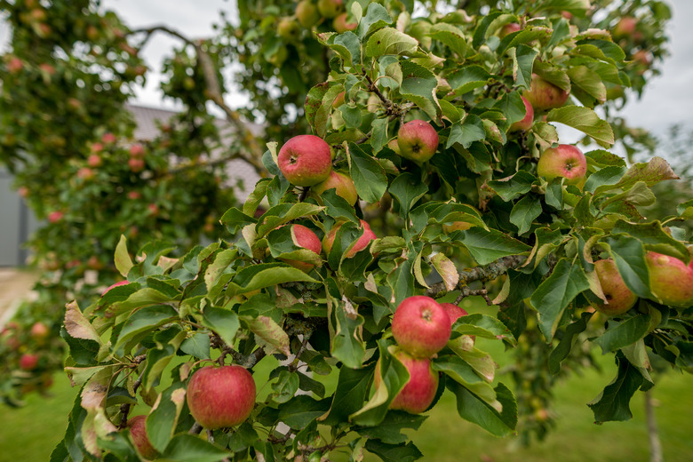 Apple tree in backyard.