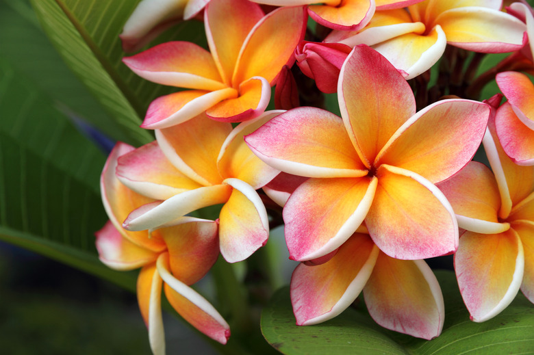 Frangipani, Plumeria flower