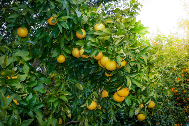 Ruby red grapefruit tree with clusters of fruit ready for harvest