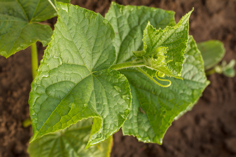 Top view of young cucumber bush groing in the garden.