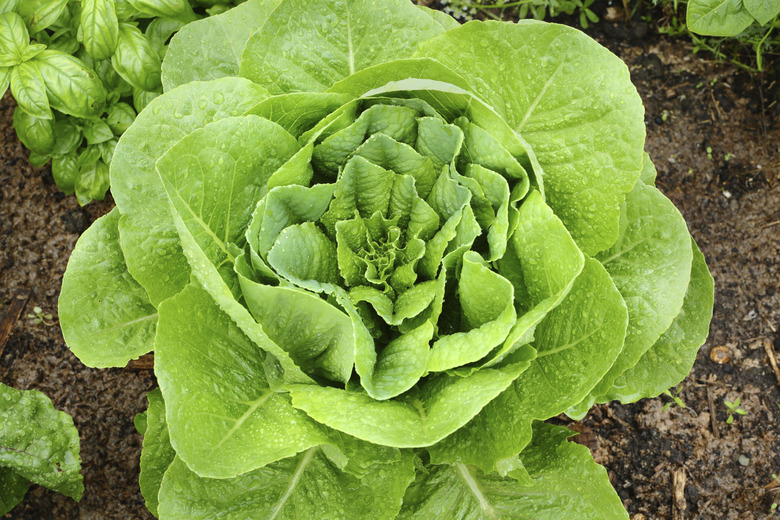 Organic Lettuce in the Garden