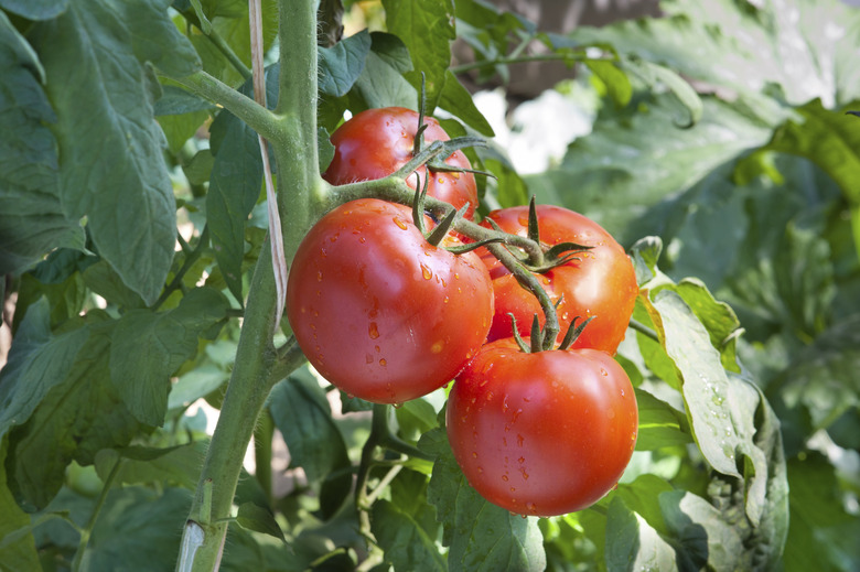 Growing tomatoes