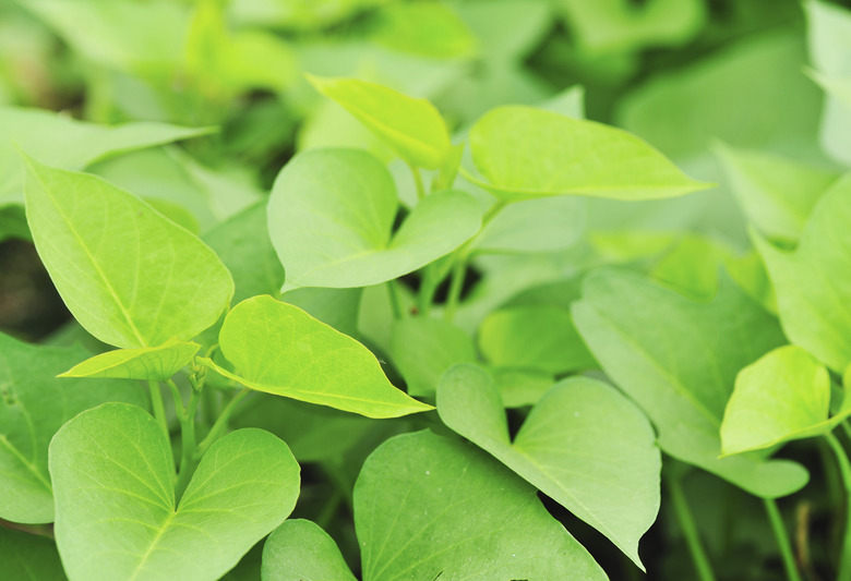 sweet potato leaves