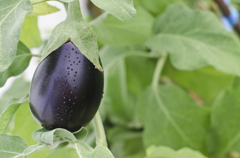 Eggplant