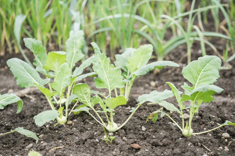 White Kohlrabi Plants