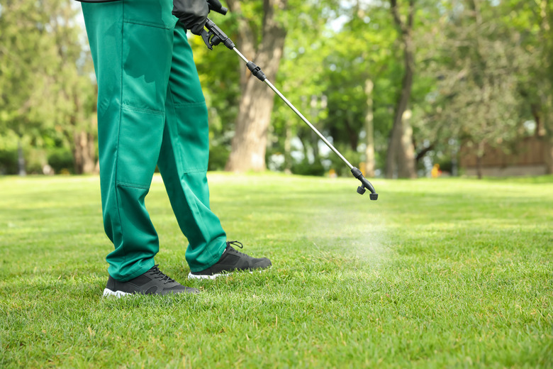 Spraying pesticide on green lawn. Pest control