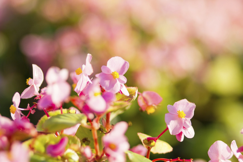 Begonia flowers with bokeh