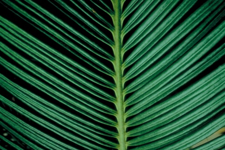 palm leaves