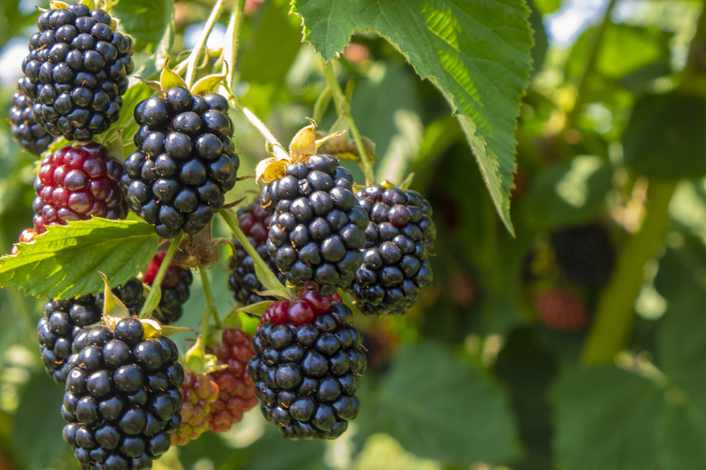 Blackberries ripening in a farm garden.