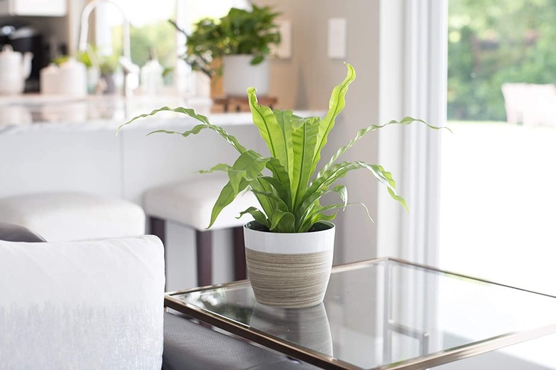 Bird's nest fern live potted houseplant.