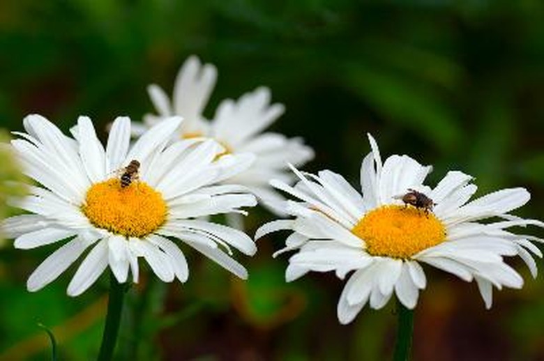 Flies on garden flowers.