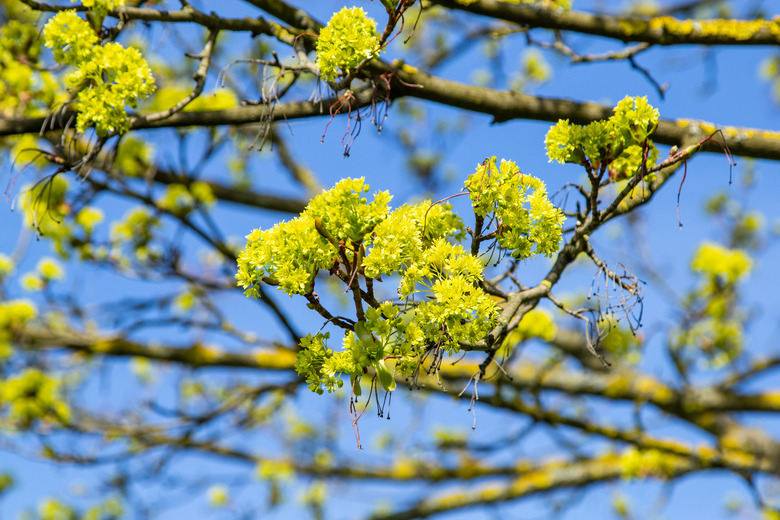 Pointed Maple( Acer platanoides)