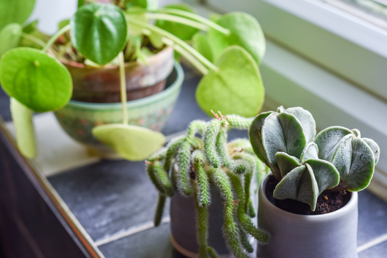 Small house plants in pots in a home interior room on the kitchen window ledge