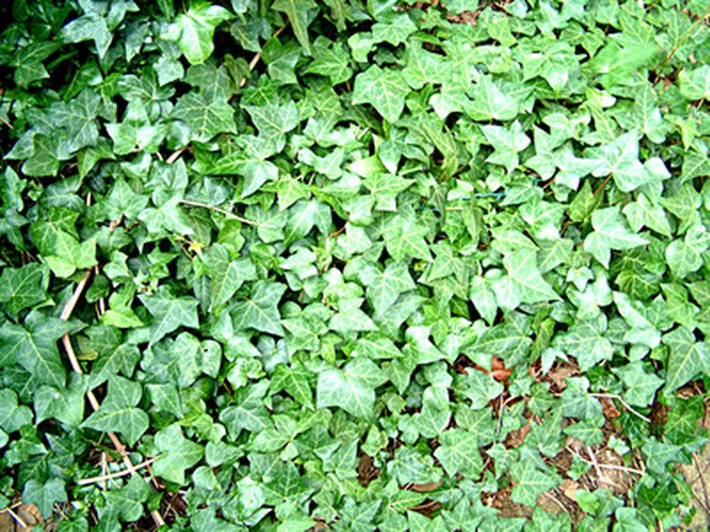 ivy plant