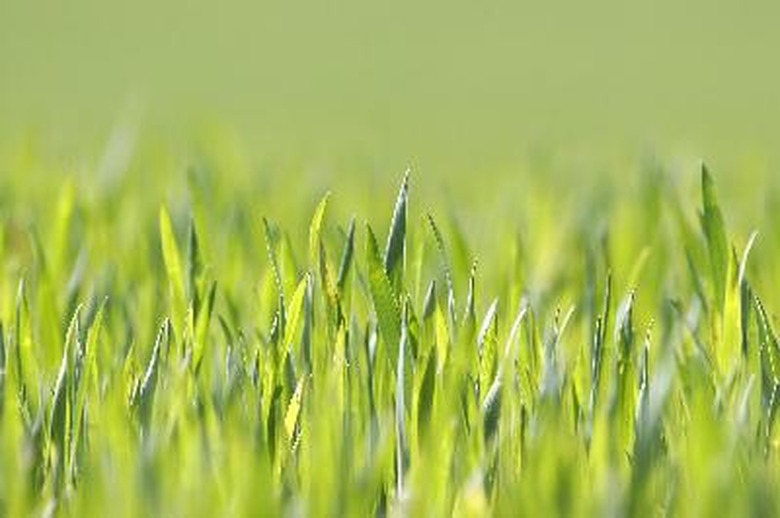 Light-green lawn grass.