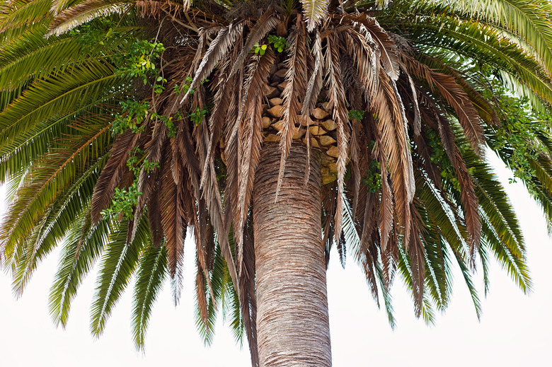 Photo of a Large California Palm Tree Close Up