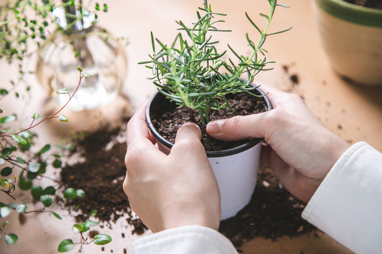 Indoor gardening. Women's hands taking care of herbs.