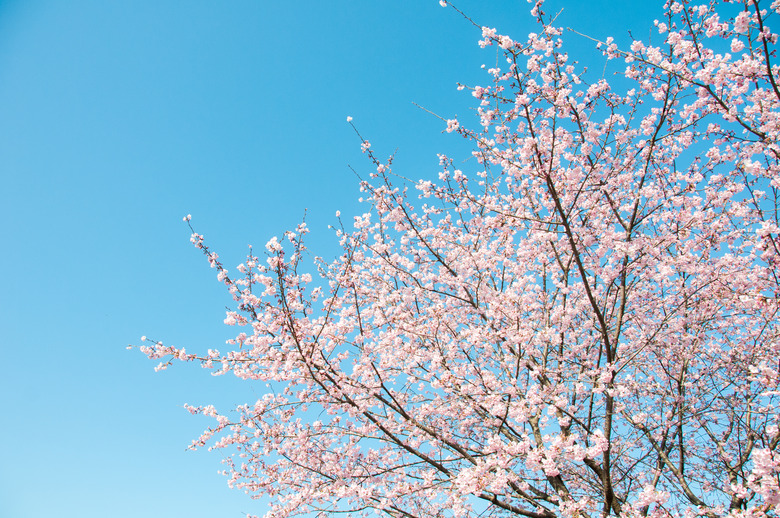 Cherry blossom tree under clear blue sky in spring