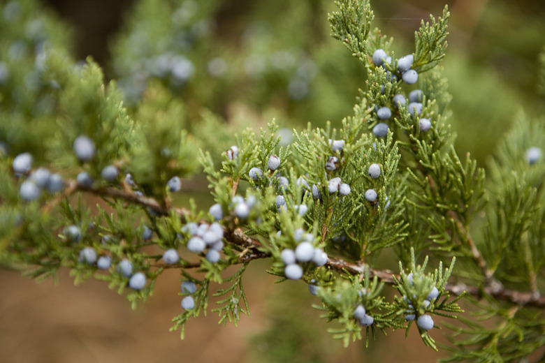 Eastern red cedar (Juniperus virginiana), close-up, autumn