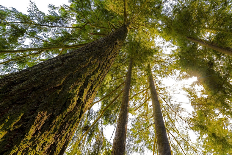 Red cedar trees  glow in the morning light