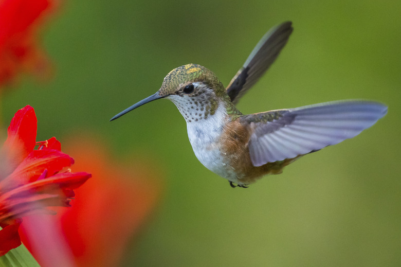 Hummingbird.